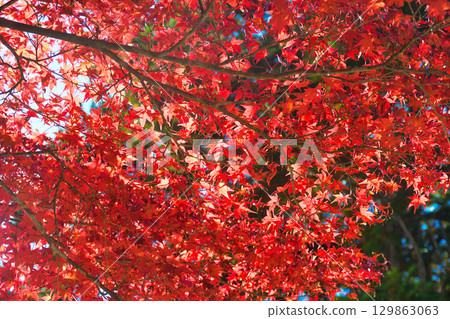 Beautiful autumn leaves at Jingoji Temple, Mount Takao, Mio, Kyoto (Ukyo Ward, Kyoto City, Kyoto Prefecture) 129863063