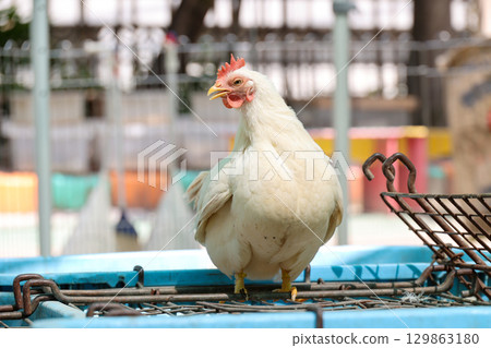 白雞 129863180