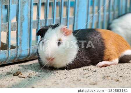 豚鼠吃的食物 129863181