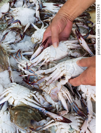 挑選新鮮上市的梭子蟹的一雙手 129863374
