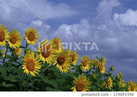 太陽之花 129863390