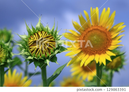 太陽之花 太陽之花 129863391