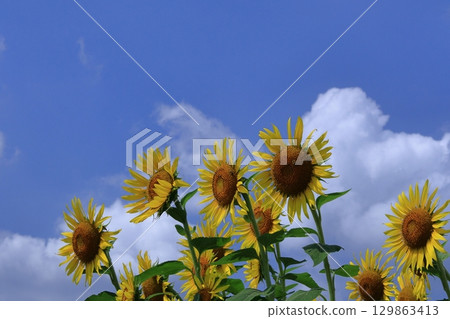太陽之花 太陽之花 129863413