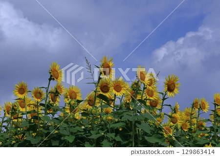 Flower of the sun Flower of the sun 129863414