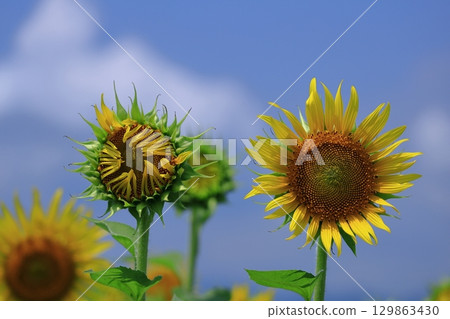 Flower of the sun Flower of the sun 129863430