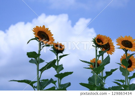 Flower of the sun 129863434