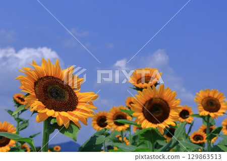 太陽之花 129863513