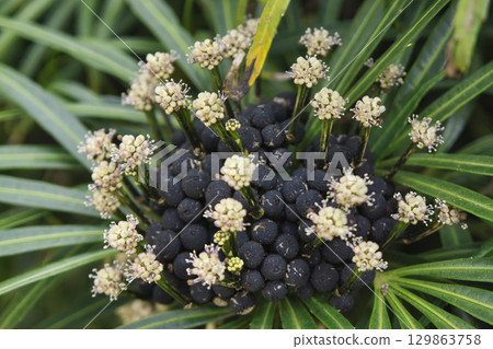 71080 奧斯莫西隆 129863758