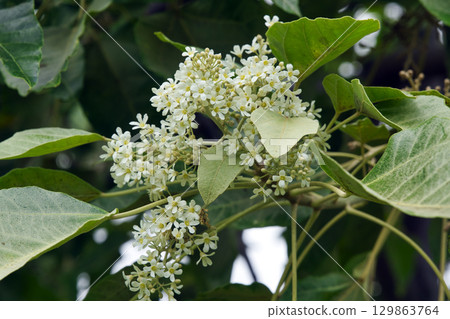 71086 Kukui 129863764