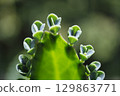 71093　A seedling attached to a leaf of Kodakarasou 129863771