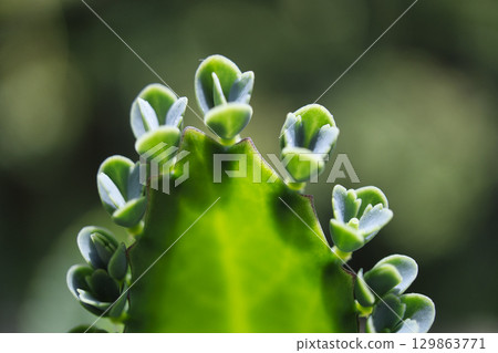 71093 A seedling attached to a leaf of Kodakarasou 71093 A seedling attached to a leaf of Kodakarasou 129863771
