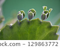 71094　Plant attached to a leaf of Kodakarasou 129863772