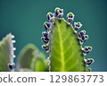 71095　Plant attached to a leaf of Kodakarasou 129863773