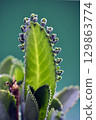 71096　A seedling attached to a leaf of Kodakarasou 129863774