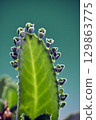 71097　Plant attached to a leaf of Kodakarasou 129863775