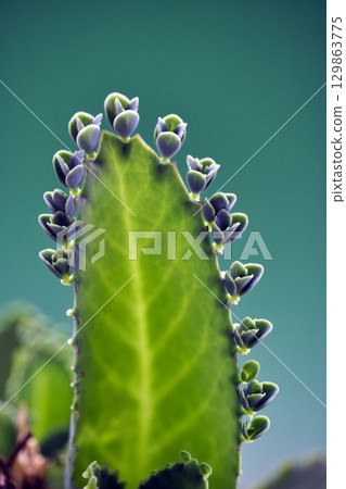 71097　Plant attached to a leaf of Kodakarasou 129863775