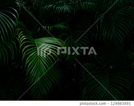 Tropical palm leaves green nature view decoration background texture. Tropical palm leaves green nature view decoration background texture. 129863891
