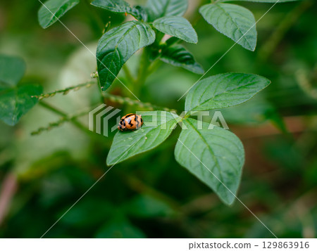 ladybugs or ladybirds beetles, Coccinella on a blade of grass with nature green background. ladybugs or ladybirds beetles, Coccinella on a blade of grass with nature green background. 129863916