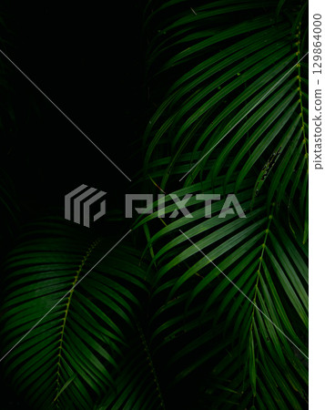 Tropical palm leaves green nature view decoration background texture. 129864000