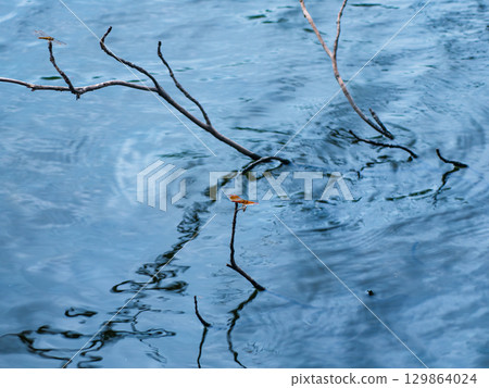 Dragonfly Resting on Dry Branch Floating in Water. Calm Nature Scene. 129864024