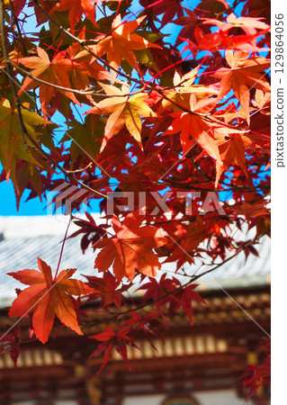 京都神護寺：本殿與美麗的秋葉（京都府京都市右京區） 129864056