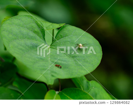 Striped Lynx Spider on Green Leaf. Macro Nature Close-up Striped Lynx Spider on Green Leaf. Macro Nature Close-up 129864082