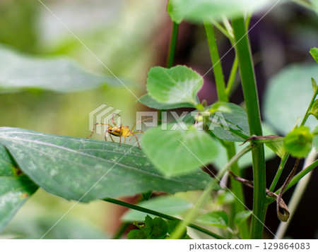 Striped Lynx Spider on Green Leaf Macro Nature Close-up Striped Lynx Spider on Green Leaf Macro Nature Close-up 129864083