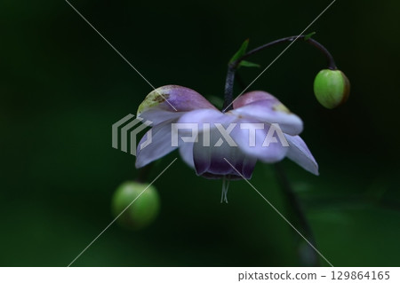 森林森林 森林森林 129864165