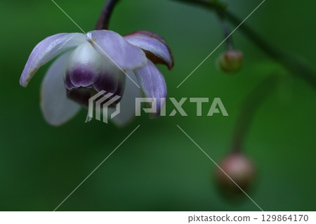 Forest of the Forest Forest of the Forest 129864170