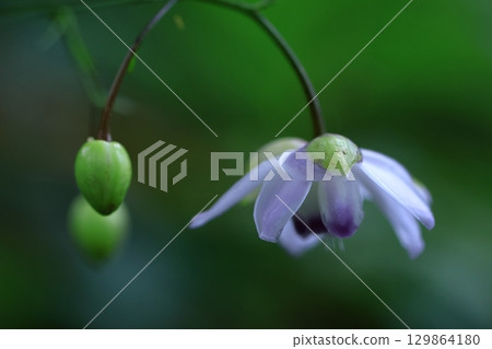 森林森林 129864180