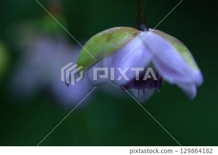 Forest of the Forest Forest of the Forest 129864182