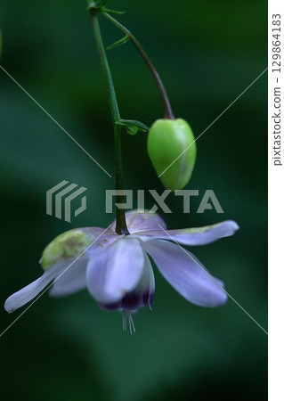 Forest of the Forest Forest of the Forest 129864183