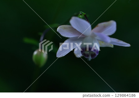 森林森林 129864186