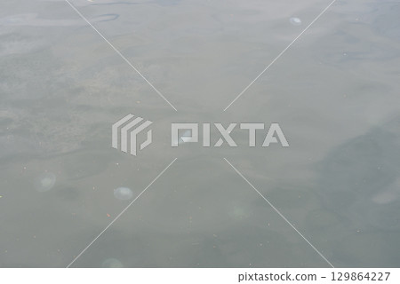 Flock of jellyfish Flock of jellyfish 129864227