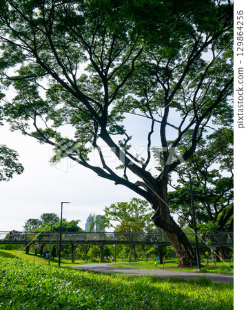Bangkok, Thailand - August 03, 2025 : Urban Nature Scene at Benchakitti Forest Public Park with People in Bangkok. 129864256