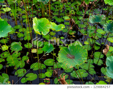 Water Garden with Lotus and Lilies - Calm Nature Background. Water Garden with Lotus and Lilies - Calm Nature Background. 129864257