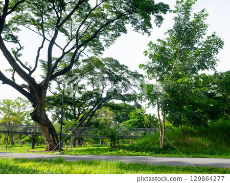 Bangkok, Thailand - August 03, 2025 : Urban Nature Scene at Benchakitti Forest Public Park with People in Bangkok. Bangkok, Thailand - August 03, 2025 : Urban Nature Scene at Benchakitti Forest Public Park with People in Bangkok. 129864277