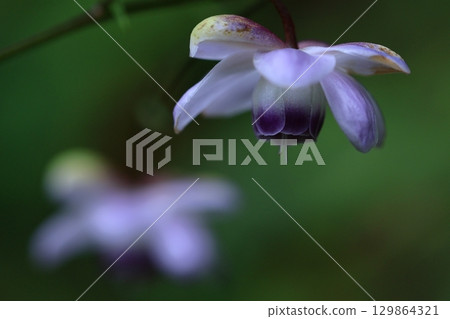 Forest of the Forest 129864321