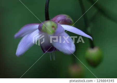 Forest of the Forest 129864345