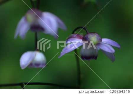 Forest of the Forest 129864346