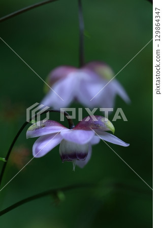 Forest of the Forest 129864347