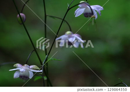 Forest of the Forest Forest of the Forest 129864350