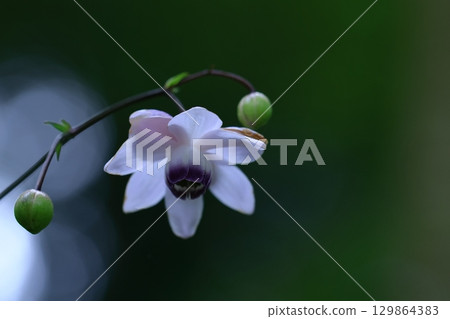 Forest of the Forest Forest of the Forest 129864383