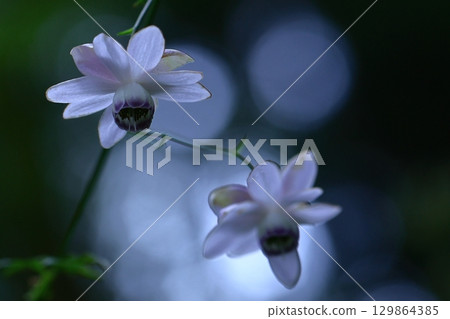 Forest of the Forest Forest of the Forest 129864385