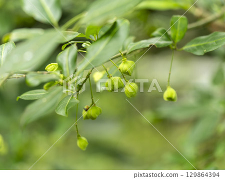 Mayumi tree with fruit 129864394