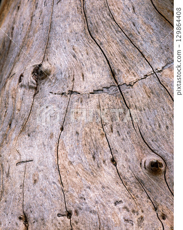 Wood Grain Texture Background - Heartwood Surface. 129864408