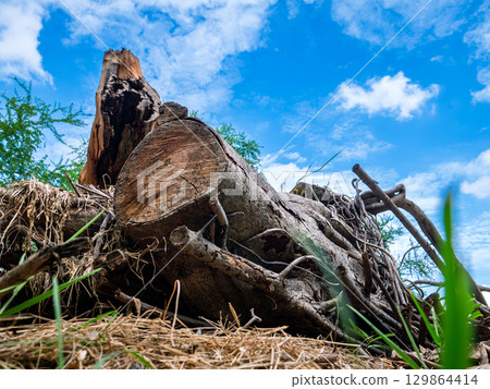 Illegal Logging in Forest - Cut, Fallen, and Damaged Trees in Deforested Wilderness. Illegal Logging in Forest - Cut, Fallen, and Damaged Trees in Deforested Wilderness. 129864414