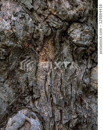 Rough tree bark texture background in natural forest. Rough tree bark texture background in natural forest. 129864416