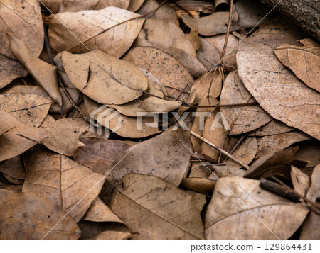 Dry fallen leaves texture background in autumn season. Dry fallen leaves texture background in autumn season. 129864431