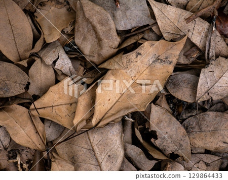 Dry fallen leaves texture background in autumn season. 129864433